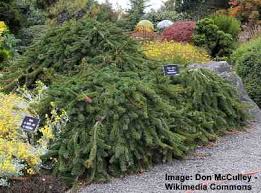 Branches are staked and trained to create the height and shape. Small Or Dwarf Weeping Trees For Landscaping With Pictures