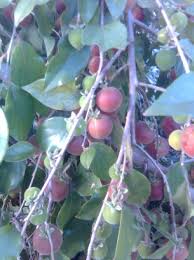 Image result for Dovyalis sp. A