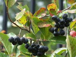 Check spelling or type a new query. Bush With Small White Flowers And Black Berries Hno At