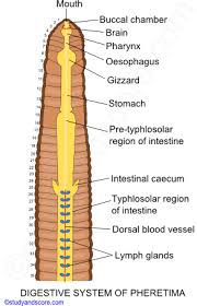 Earthworm Body Wall Coelom Locomotion Digestive System Study Score