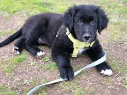 Jack and his owner along the oregon beach after a trail ride. View Ad Border Collie Golden Retriever Mix Litter Of Puppies For Sale Near Oregon Dallas Usa Adn 120984