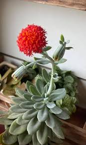 Image result for Kleinia fulgens