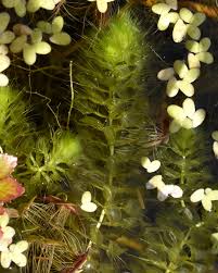 Image result for Aldrovanda vesiculosa