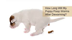 Why do 6 week old puppies sleep so much? How Long Will My Puppy Poop Worms After Deworming