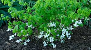 Image result for Indigofera