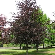 Image result for Fagus sylvatica