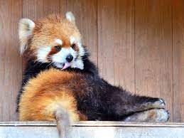 Which Red Panda Are You Red Panda Red Panda Cute Cute Animals