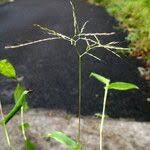 Image result for Arthraxon hispidus