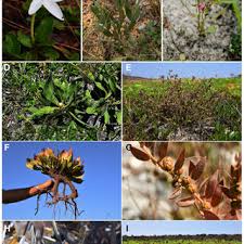 Image result for Triumfetta dekindtiana