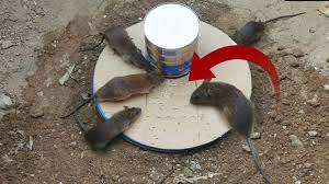 Best Mouse Trap Using Bucket Can Milk Deep Hole Mouse Rat Trap 2019 Youtube Rat Traps Mouse Traps Mouse Trap Diy