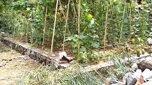 Denah rumah minimalis terdiri dari bagian interior yang ringkas dan biaya pembangungan yang dengan demikian, anda dapat menambahkan carport di bagian belakang rumah. Kebun Sayur Belakang Rumah Minimalis Trend Pict