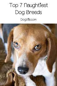 7 Naughty Dog Breeds Dogvills In 2020 Best Dogs For Families Family Dogs Breeds Dog Breeds