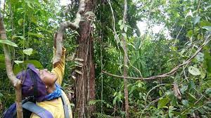We did not find results for: Kayu Bajakah Semoga Mendatangkan Berkah Serambi Indonesia