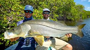 Learning how to catch these big snook takes time, patience and persistence. Massive Topwater Snook Fishing Youtube