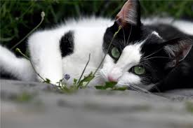 Ein unkastrierter kater beginnt mit ca. Landkreis Rotenburg Winkt Bei Kastration Von Katze