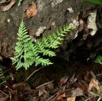 Image result for Cheilanthes angustifrondosa