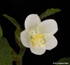 Image result for Hibiscus micranthus