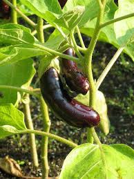 Mini Eggplant Hansel Veggie Garden Garden Veggies Growing Food