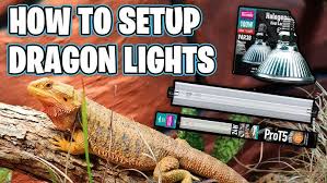 How To Choose The Best Bearded Dragon Tank? – Repti Zoo
