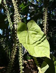 Image result for Adenia zambesiensis