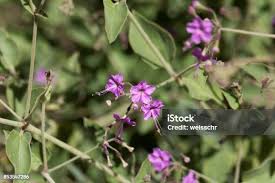 Image result for Commicarpus