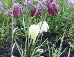 Soil is made up of clay, sand, and silt particles. Plants And Shrubs For Damp Shade Advice About How To Choose The Best Plants For Damp Shady Areas Of The Garden