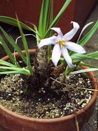 Image result for Xerophyta