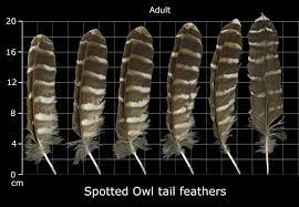 Pin By The Mystic S Emporium On Feathers Owl Feather Feather Feather Identification