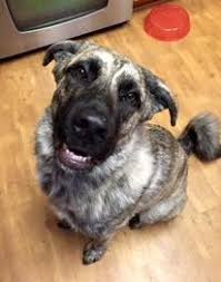 Aldamar is home to trained german shepherd dogs for sale in texas. German Shepherd Irish Wolfhound Mix Puppy For Adoption Austin Tx
