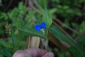 Image result for Commelina purpurea