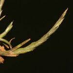 Image result for Hainardia