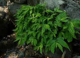 Image result for Elatostema monticola