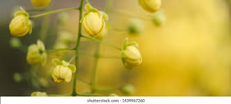 Check out our small yellow flowers selection for the very best in unique or custom, handmade pieces from our shops. Small Yellow Flowers Names Dok Khoun Stock Photo Edit Now 1439967260