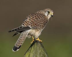 Birds Of Prey Animals Female Kestrel Kestrel Birds Of Prey Animal Photography