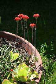 Image result for Kleinia grantii