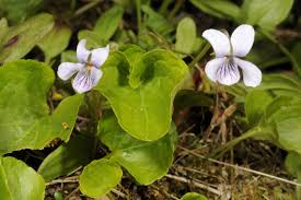 Image result for Viola abyssinica