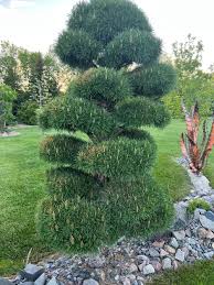 Image result for spiral cut juniper trees