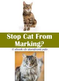 11 Fabulous Cat Spraying Smell Essential Oils Cat Spray Male Cat Spraying Cat Repellant