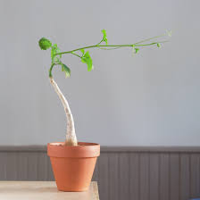 Image result for Cyphostemma montanum