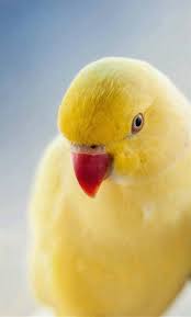 Pin On Aves
