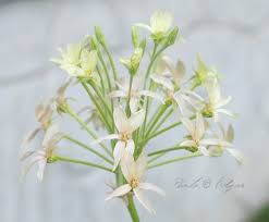 Image result for Pelargonium luridum