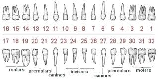 bits and bites teeth part three teeth numbering cats