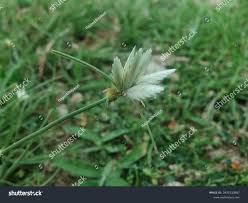 Image result for Cyperus niveus