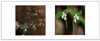 Image result for Euphorbia schimperiana