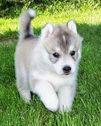 Here comes the best siberian husky breeder. Siberian Husky Puppies For Sale In Michigan Petswall