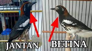 Cara Membedakan Anis Kembang Jantan Dan Betina 99 Akurat