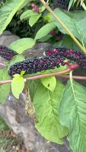 Image result for Phytolaccaceae