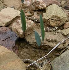 Image result for Eriospermum