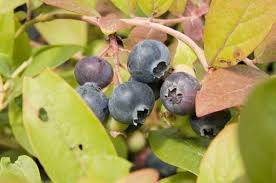 Comment Recolter Des Petits Fruits Au Balcon Ou Sur La Terrasse En 2020 Petit Fruit Myrtille Fruits