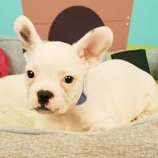 French bulldog puppies for sale in tucson az. This Fantastic French Bull Dog Is Ready To Go To Their New Home How Adorable French Bulldog Bulldog Puppies Bulldog Puppies For Sale